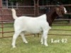 1X BOER GOAT STUD DOE