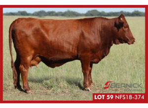 LOT 59 NFS 180374 - SERNICK BONSMARA STOET