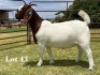 1X BOER GOAT STUD DOE