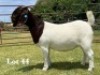 1X BOER GOAT STUD DOE