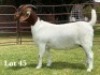 1X BOER GOAT FLOCK ON TEAT DOE