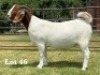 1X BOER GOAT STUD DOE