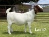 1X BOER GOAT STUD DOE