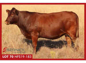 LOT 70 NFS 190183 - SERNICK BONSMARA STOET