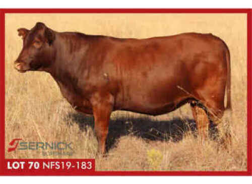 LOT 70 NFS 190183 - SERNICK BONSMARA STOET