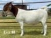 1X BOER GOAT STUD DOE