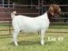 1X BOER GOAT FLOCK ON COLOUR DOE