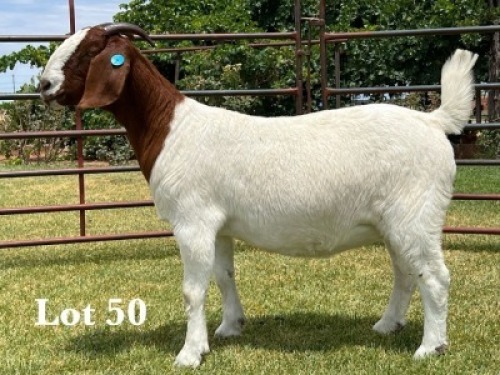 1X BOER GOAT STUD DOE