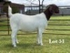 1X BOER GOAT STUD DOE