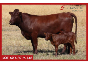 LOT 62 NFS 190148 - SERNICK BONSMARA STOET 