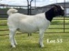 1X BOER GOAT STUD DOE