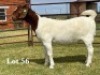 1X BOER GOAT FLOCK DOE