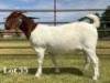 1X BOER GOAT STUD DOE
