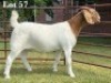 1X BOER GOAT STUD DOE