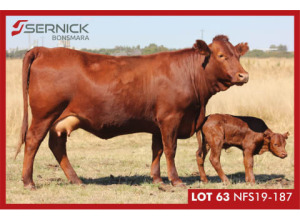 LOT 63 NFS 190187 - SERNICK BONSMARA STOET