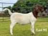 1X BOER GOAT FLOCK ON COLOUR DOE