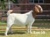 1X BOER GOAT STUD DOE
