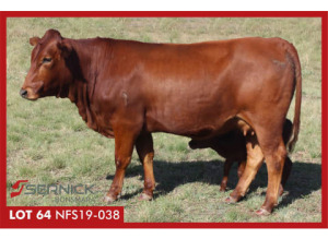 LOT 64 NFS 190038 - SERNICK BONSMARA STOET 