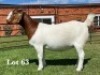 1X BOER GOAT FLOCK ON TEAT DOE