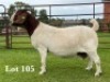 1X BOER GOAT FLOCK ON COLOUR AND TEAT DOE