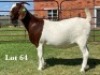 1X BOER GOAT FLOCK ON COLOUR DOE