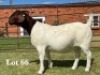 1X BOER GOAT FLOCK ON TEAT DOE