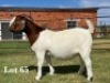 1X BOER GOAT STUD DOE