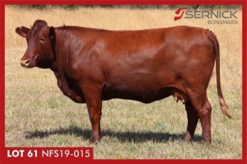 LOT 61&nbsp;&nbsp; NFS 190015 - SERNICK BONSMARA STOET