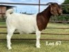 1X BOER GOAT FLOCK ON TEAT DOE