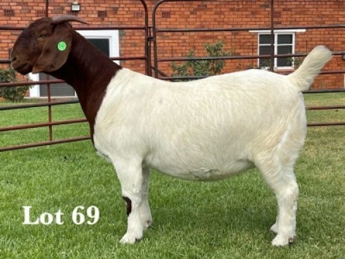 1X BOER GOAT FLOCK ON COLOUR DOE