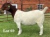 1X BOER GOAT FLOCK ON COLOUR DOE