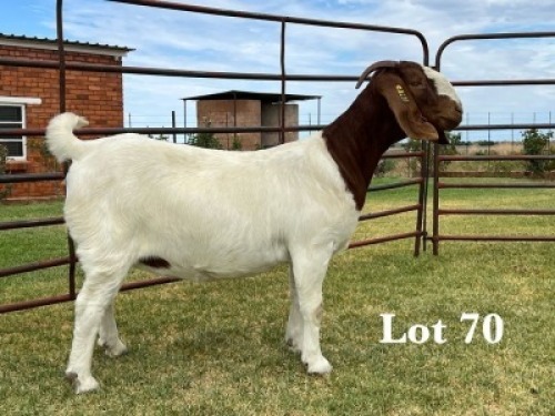 1X BOER GOAT FLOCK ON COLOUR AND TEAT DOE