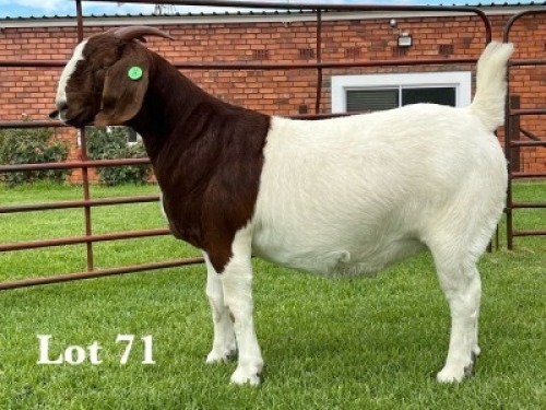 1X BOER GOAT FLOCK ON COLOUR DOE