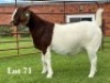 1X BOER GOAT FLOCK ON COLOUR DOE