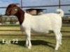 1X BOER GOAT FLOCK ON TEAT DOE