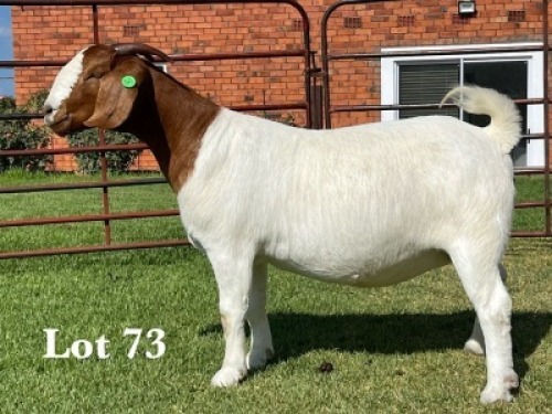1X BOER GOAT FLOCK ON TEAT DOE