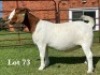 1X BOER GOAT FLOCK ON TEAT DOE
