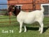 1X BOER GOAT FLOCK ON TEAT DOE