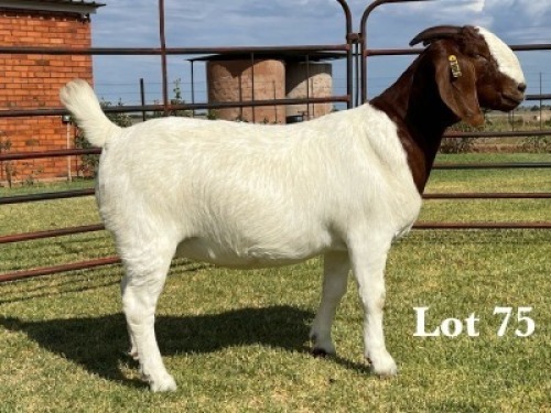 1X BOER GOAT FLOCK ON TEAT DOE
