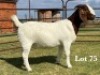 1X BOER GOAT FLOCK ON TEAT DOE