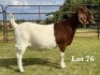 1X BOER GOAT FLOCK ON COLOUR DOE