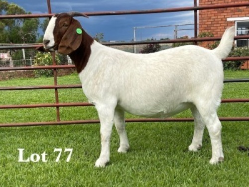 1X BOER GOAT FLOCK ON COLOUR AND TEAT DOE