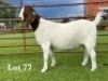 1X BOER GOAT FLOCK ON COLOUR AND TEAT DOE