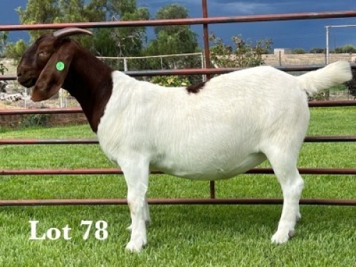 1X BOER GOAT FLOCK ON COLOUR DOE