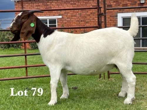 1X BOER GOAT FLOCK ON TEAT DOE