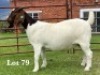 1X BOER GOAT FLOCK ON TEAT DOE