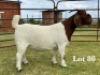 1X BOER GOAT FLOCK ON COLOUR DOE