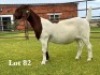 1X BOER GOAT FLOCK ON COLOUR DOE