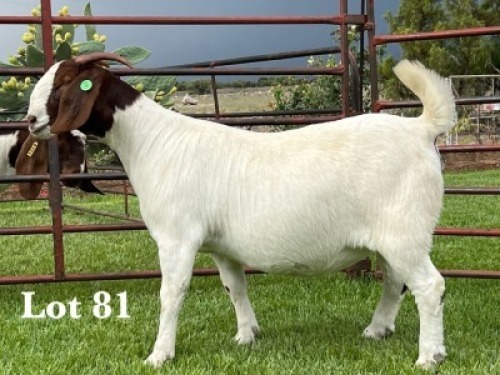1X BOER GOAT FLOCK ON COLOUR DOE