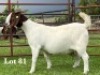 1X BOER GOAT FLOCK ON COLOUR DOE